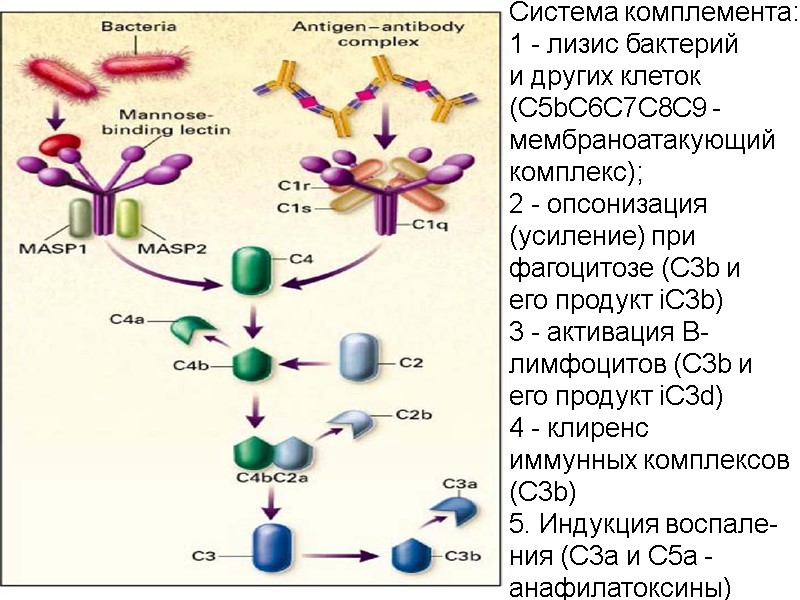 Система комплемента: 1 - лизис бактерий и других клеток (C5bС6С7С8С9 - мембраноатакующий комплекс); 2